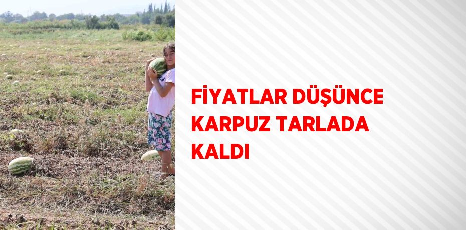 FİYATLAR DÜŞÜNCE KARPUZ TARLADA KALDI