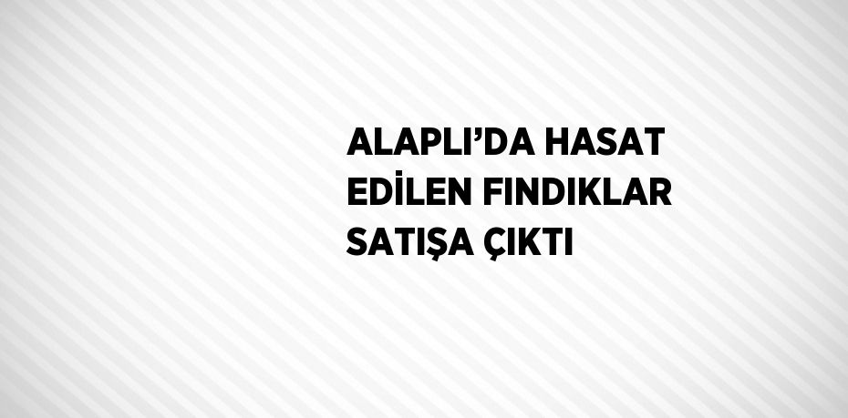 ALAPLI’DA HASAT EDİLEN FINDIKLAR SATIŞA ÇIKTI
