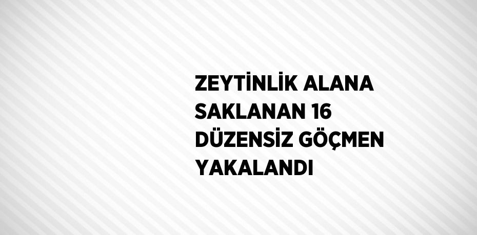ZEYTİNLİK ALANA SAKLANAN 16 DÜZENSİZ GÖÇMEN YAKALANDI