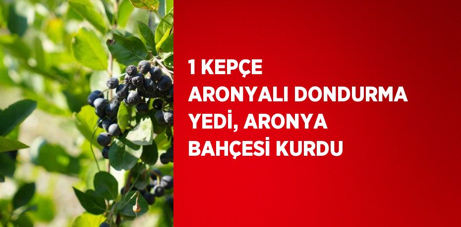 1 KEPÇE ARONYALI DONDURMA YEDİ, ARONYA BAHÇESİ KURDU