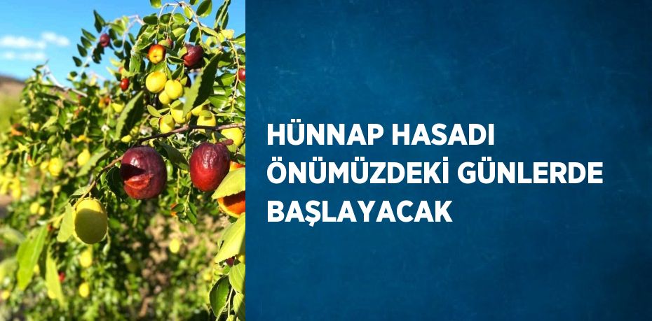 HÜNNAP HASADI ÖNÜMÜZDEKİ GÜNLERDE BAŞLAYACAK