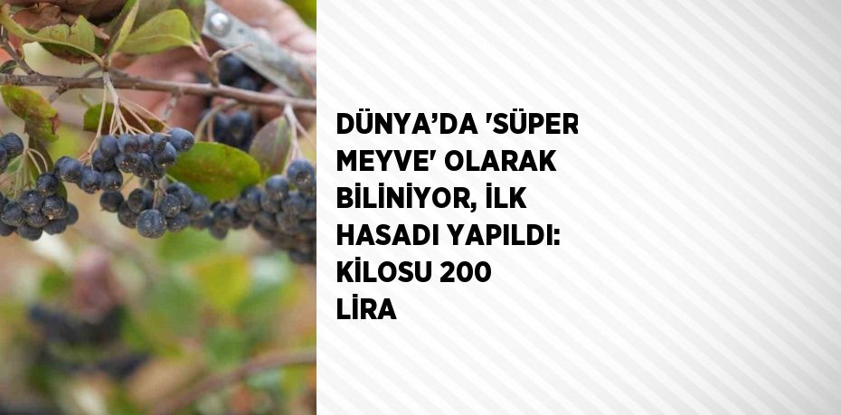 DÜNYA’DA 'SÜPER MEYVE' OLARAK BİLİNİYOR, İLK HASADI YAPILDI: KİLOSU 200 LİRA