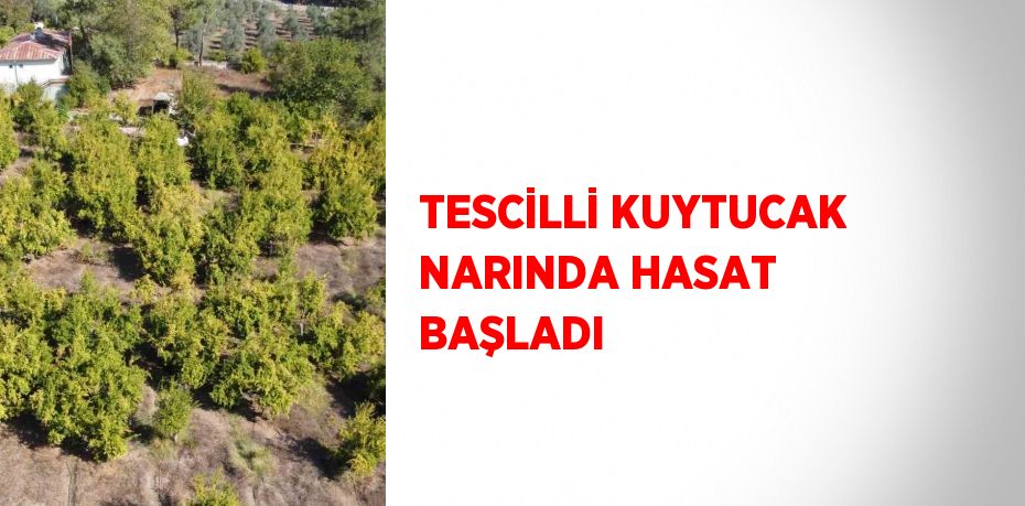 TESCİLLİ KUYTUCAK NARINDA HASAT BAŞLADI