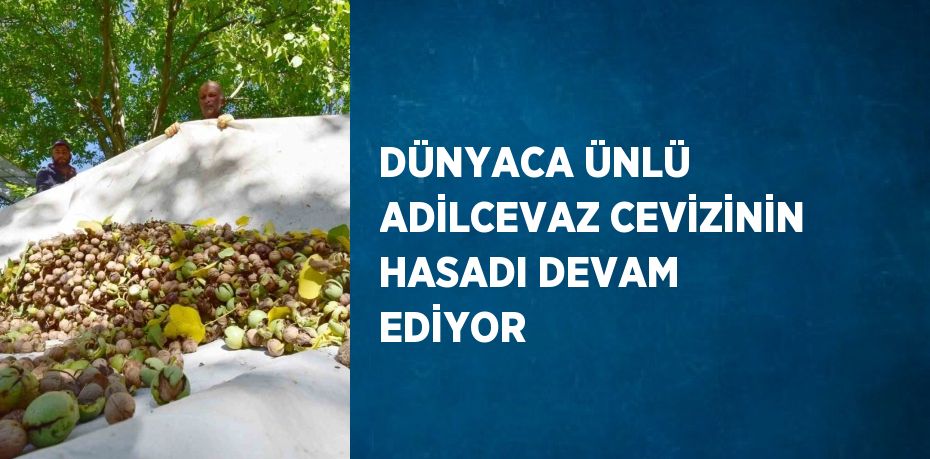 DÜNYACA ÜNLÜ ADİLCEVAZ CEVİZİNİN HASADI DEVAM EDİYOR