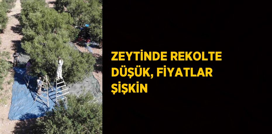 ZEYTİNDE REKOLTE DÜŞÜK, FİYATLAR ŞİŞKİN