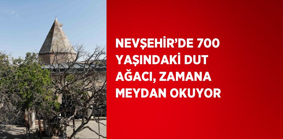 NEVŞEHİR’DE 700 YAŞINDAKİ DUT AĞACI, ZAMANA MEYDAN OKUYOR