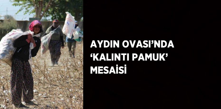 AYDIN OVASI’NDA ‘KALINTI PAMUK’ MESAİSİ