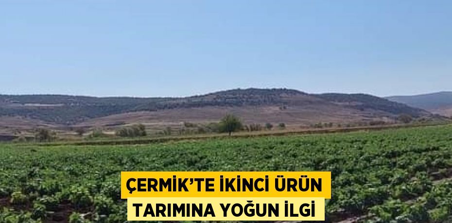 ÇERMİK’TE İKİNCİ ÜRÜN TARIMINA YOĞUN İLGİ