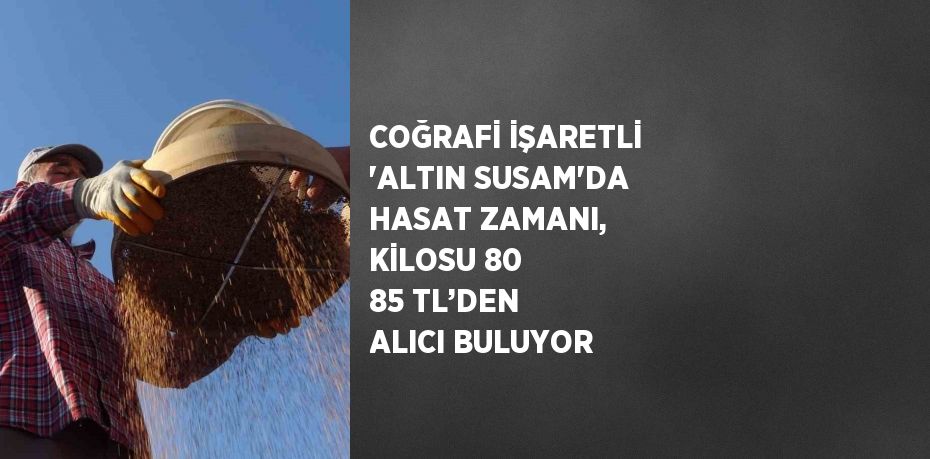 COĞRAFİ İŞARETLİ 'ALTIN SUSAM'DA HASAT ZAMANI, KİLOSU 80 85 TL’DEN ALICI BULUYOR