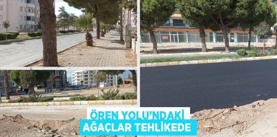 ÖREN YOLU'NDAKİ AĞAÇLAR TEHLİKEDE