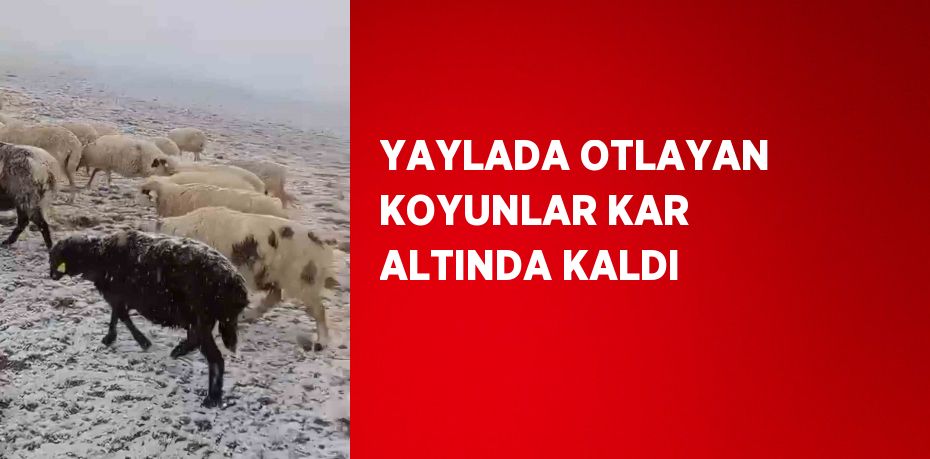 YAYLADA OTLAYAN KOYUNLAR KAR ALTINDA KALDI