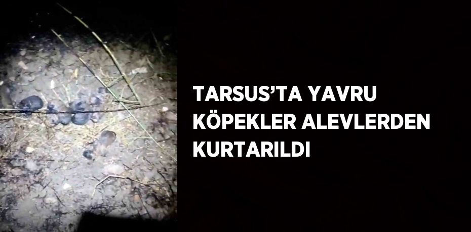 TARSUS’TA YAVRU KÖPEKLER ALEVLERDEN KURTARILDI