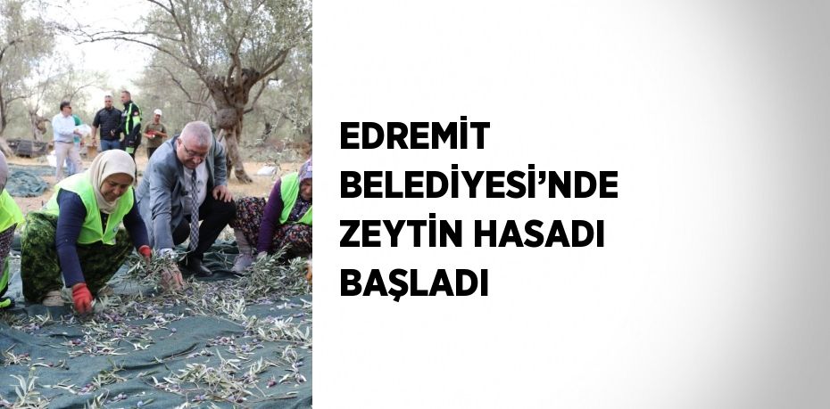 EDREMİT BELEDİYESİ’NDE ZEYTİN HASADI BAŞLADI