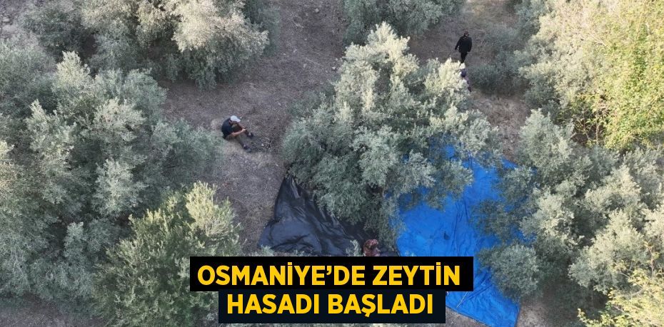 OSMANİYE’DE ZEYTİN HASADI BAŞLADI