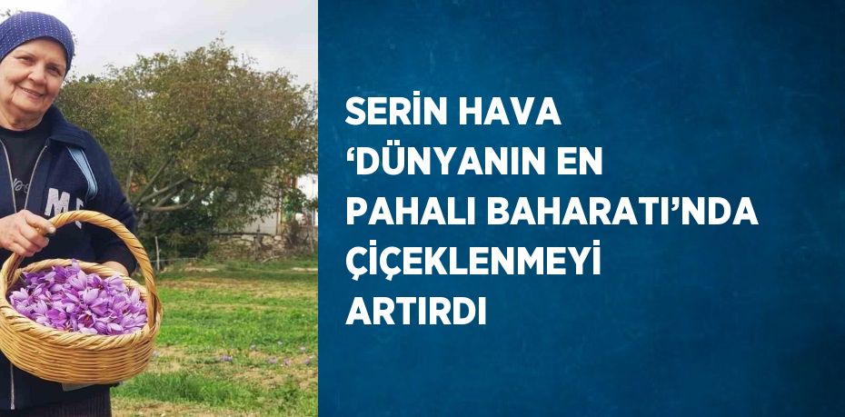 SERİN HAVA ‘DÜNYANIN EN PAHALI BAHARATI’NDA ÇİÇEKLENMEYİ ARTIRDI