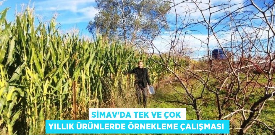 SİMAV’DA TEK VE ÇOK YILLIK ÜRÜNLERDE ÖRNEKLEME ÇALIŞMASI