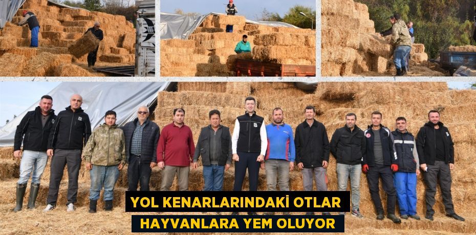 YOL KENARLARINDAKİ OTLAR  HAYVANLARA YEM OLUYOR