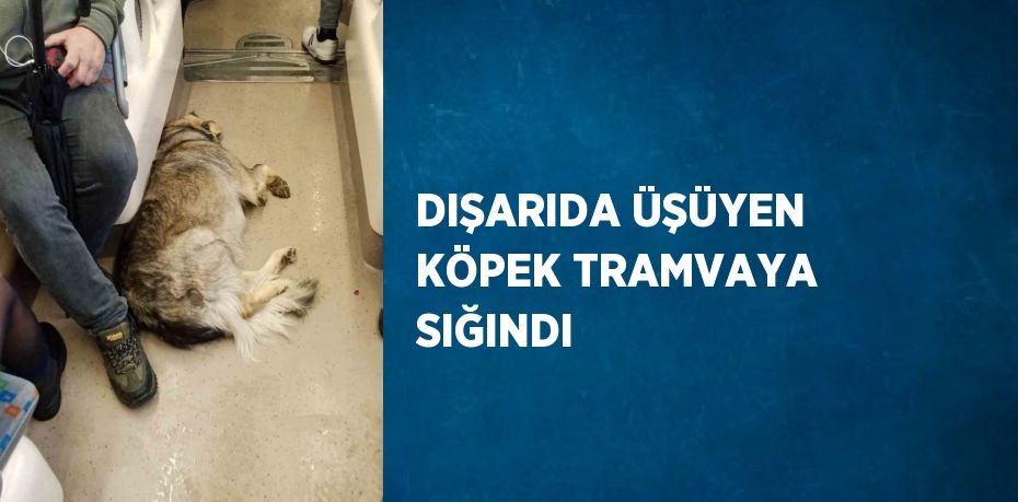 DIŞARIDA ÜŞÜYEN KÖPEK TRAMVAYA SIĞINDI