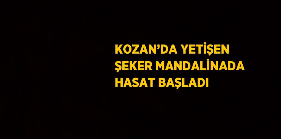 KOZAN’DA YETİŞEN ŞEKER MANDALİNADA HASAT BAŞLADI