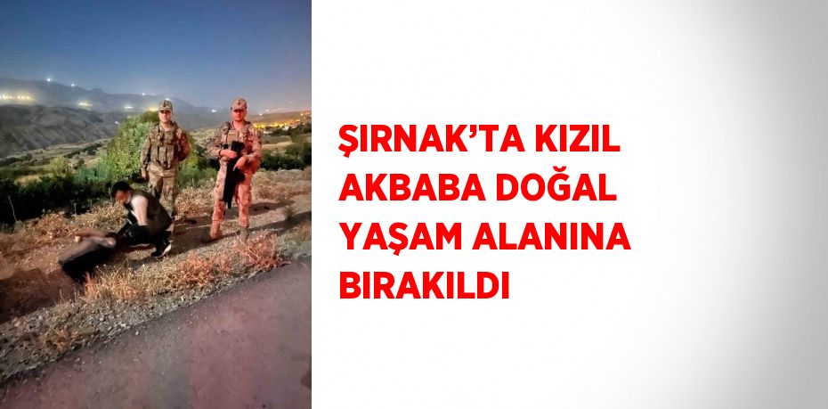 ŞIRNAK’TA KIZIL AKBABA DOĞAL YAŞAM ALANINA BIRAKILDI