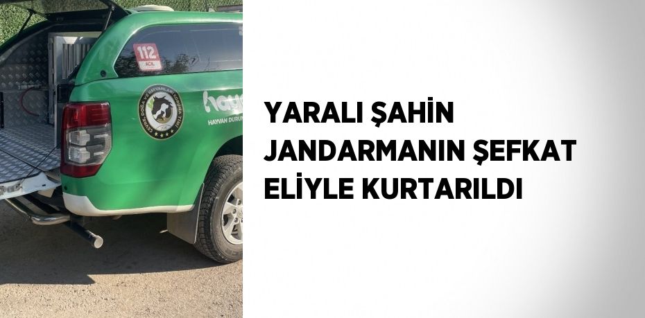 YARALI ŞAHİN JANDARMANIN ŞEFKAT ELİYLE KURTARILDI