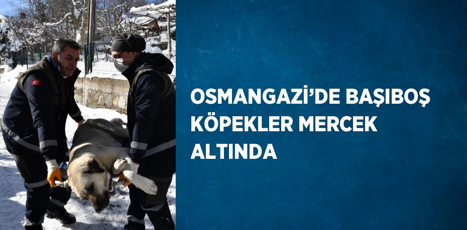 OSMANGAZİ’DE BAŞIBOŞ KÖPEKLER MERCEK ALTINDA