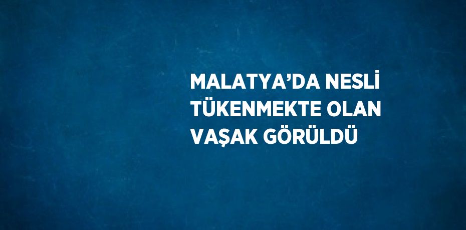 MALATYA’DA NESLİ TÜKENMEKTE OLAN VAŞAK GÖRÜLDÜ