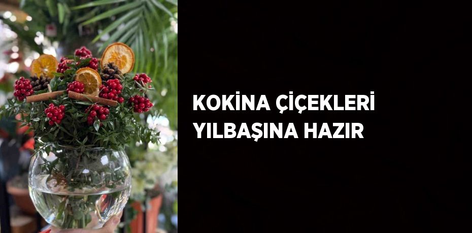 KOKİNA ÇİÇEKLERİ YILBAŞINA HAZIR