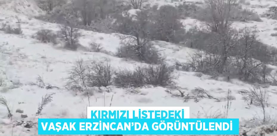 KIRMIZI LİSTEDEKİ VAŞAK ERZİNCAN’DA GÖRÜNTÜLENDİ