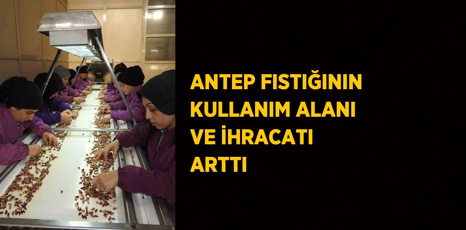 ANTEP FISTIĞININ KULLANIM ALANI VE İHRACATI ARTTI