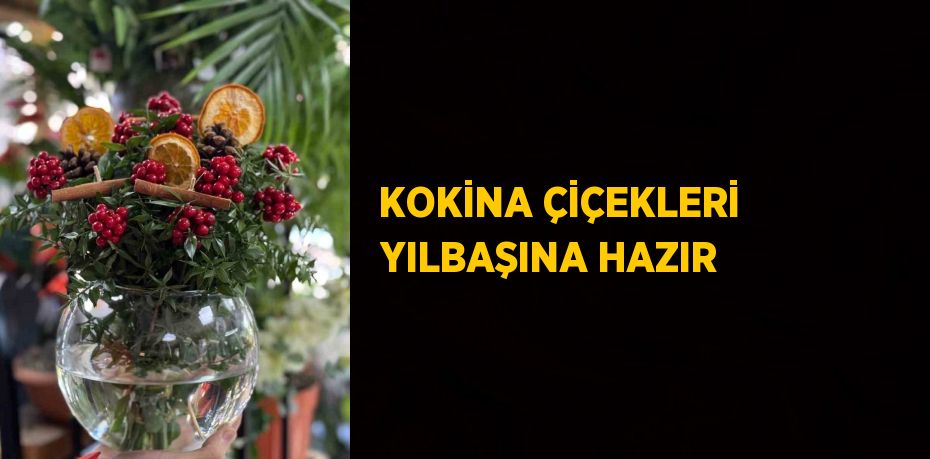 KOKİNA ÇİÇEKLERİ YILBAŞINA HAZIR