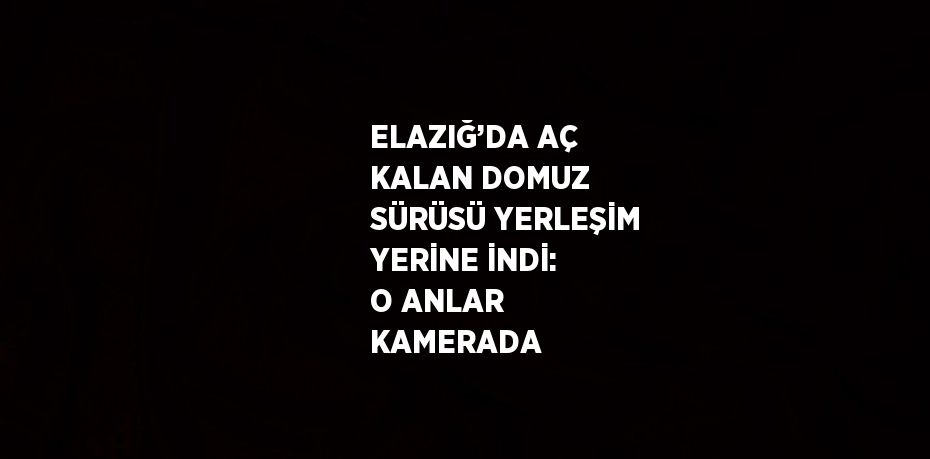 ELAZIĞ’DA AÇ KALAN DOMUZ SÜRÜSÜ YERLEŞİM YERİNE İNDİ: O ANLAR KAMERADA