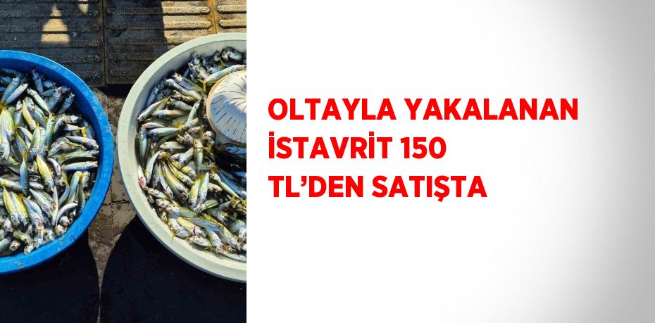 OLTAYLA YAKALANAN İSTAVRİT 150 TL’DEN SATIŞTA