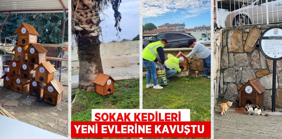 SOKAK KEDİLERİ  YENİ EVLERİNE KAVUŞTU