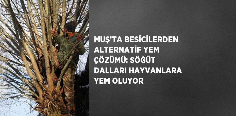 MUŞ’TA BESİCİLERDEN ALTERNATİF YEM ÇÖZÜMÜ: SÖĞÜT DALLARI HAYVANLARA YEM OLUYOR