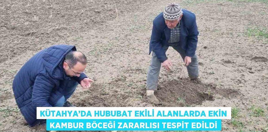 KÜTAHYA’DA HUBUBAT EKİLİ ALANLARDA EKİN KAMBUR BÖCEĞİ ZARARLISI TESPİT EDİLDİ