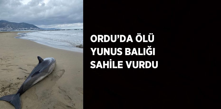 ORDU’DA ÖLÜ YUNUS BALIĞI SAHİLE VURDU