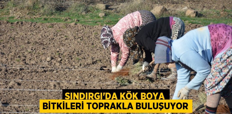 SINDIRGI’DA KÖK BOYA BİTKİLERİ TOPRAKLA BULUŞUYOR