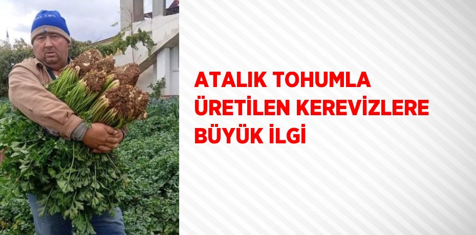 ATALIK TOHUMLA ÜRETİLEN KEREVİZLERE BÜYÜK İLGİ