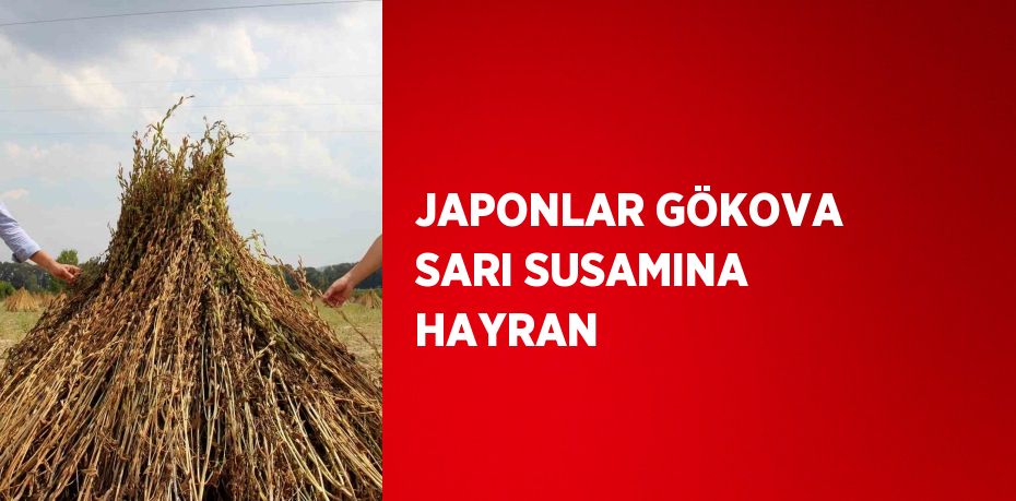 JAPONLAR GÖKOVA SARI SUSAMINA HAYRAN