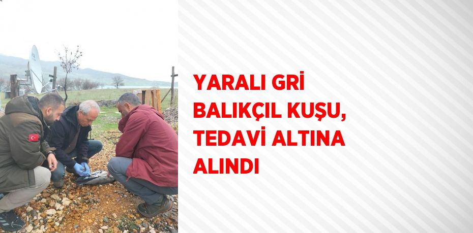 YARALI GRİ BALIKÇIL KUŞU, TEDAVİ ALTINA ALINDI