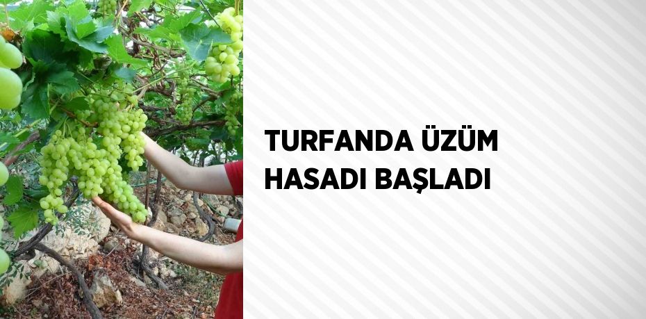 TURFANDA ÜZÜM HASADI BAŞLADI