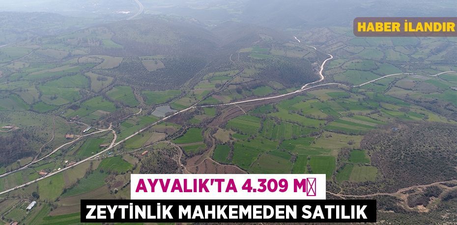 Ayvalık'ta 4.309 m² zeytinlik mahkemeden satılık