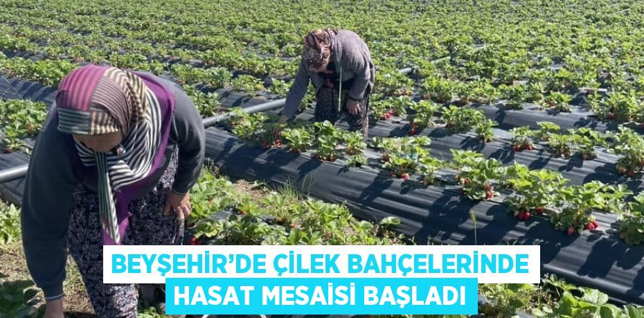 BEYŞEHİR’DE ÇİLEK BAHÇELERİNDE HASAT MESAİSİ BAŞLADI