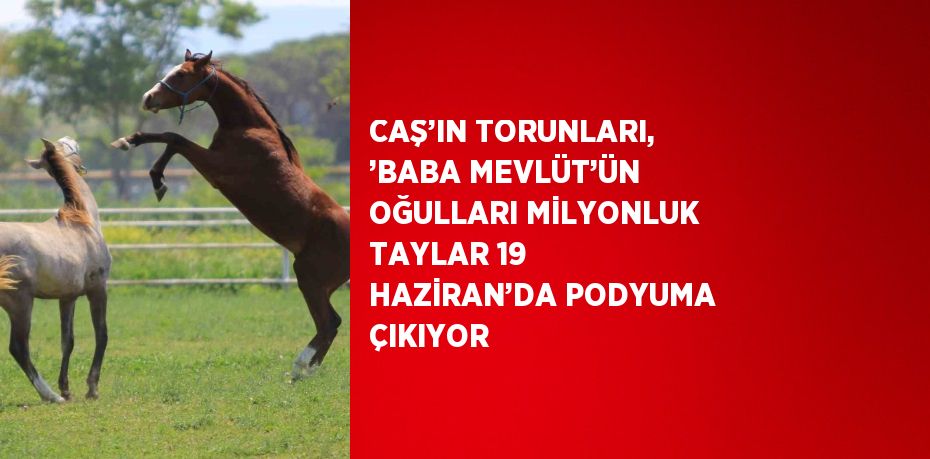 CAŞ’IN TORUNLARI, ’BABA MEVLÜT’ÜN OĞULLARI MİLYONLUK TAYLAR 19 HAZİRAN’DA PODYUMA ÇIKIYOR