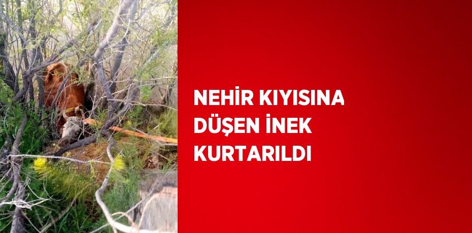 NEHİR KIYISINA DÜŞEN İNEK KURTARILDI