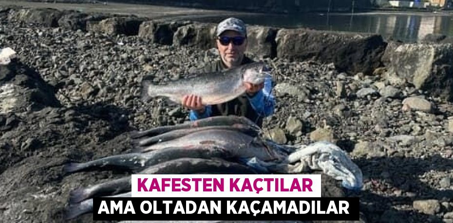 KAFESTEN KAÇTILAR AMA OLTADAN KAÇAMADILAR
