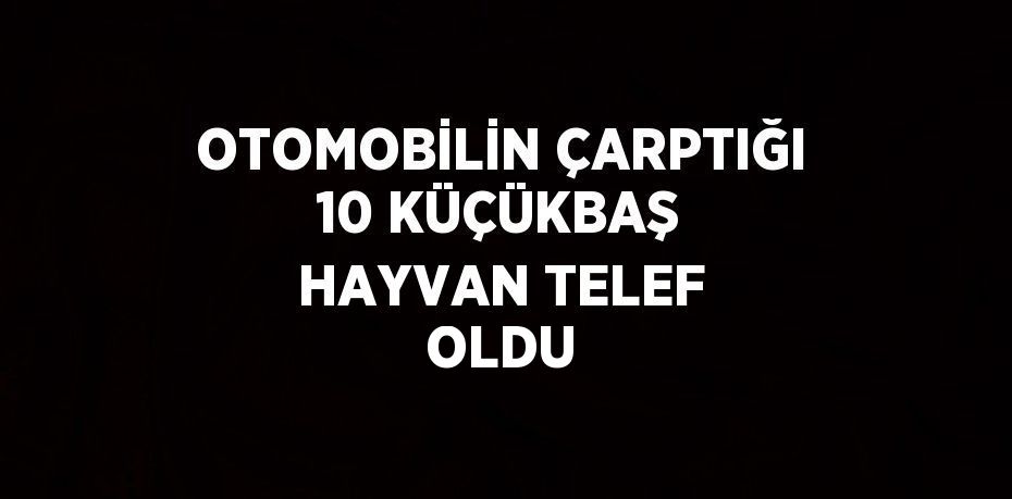 OTOMOBİLİN ÇARPTIĞI 10 KÜÇÜKBAŞ HAYVAN TELEF OLDU