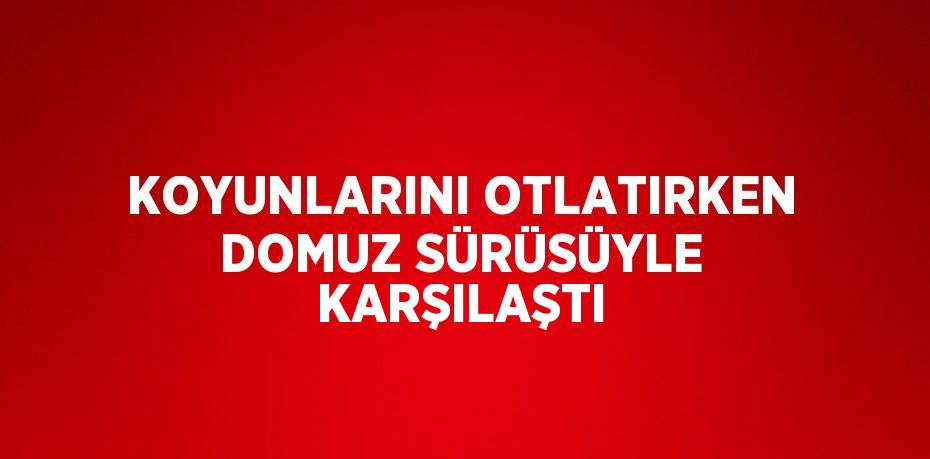 KOYUNLARINI OTLATIRKEN DOMUZ SÜRÜSÜYLE KARŞILAŞTI