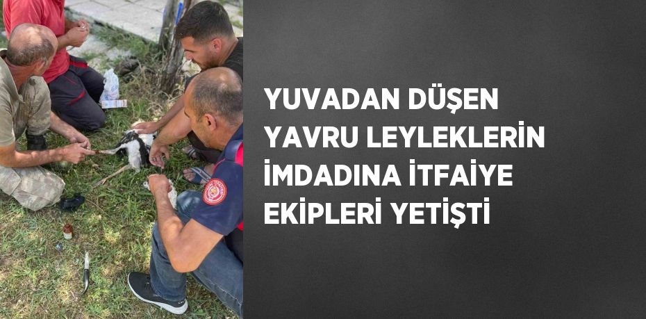 YUVADAN DÜŞEN YAVRU LEYLEKLERİN İMDADINA İTFAİYE EKİPLERİ YETİŞTİ